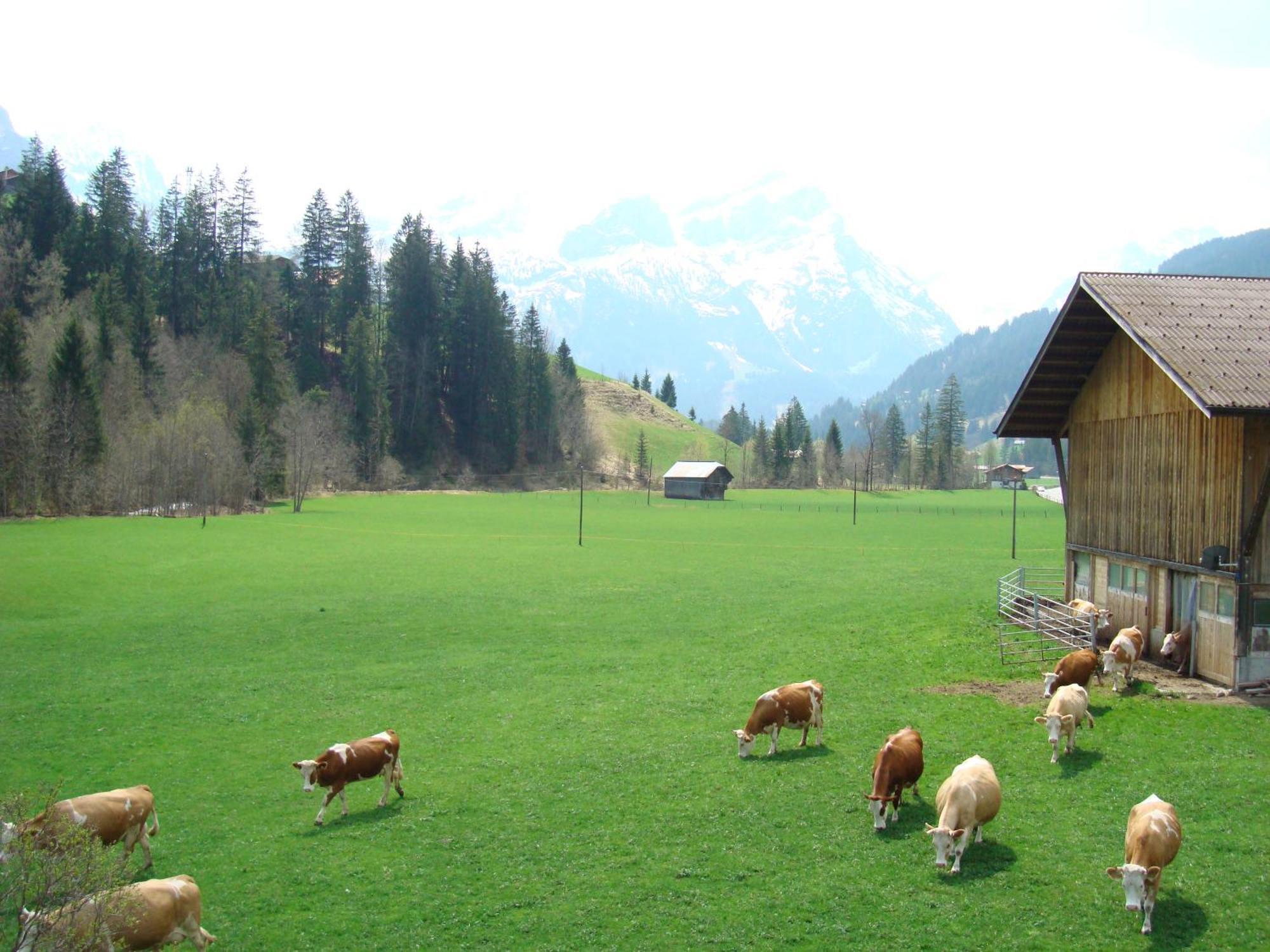 Casa Antica Daire Gstaad Dış mekan fotoğraf